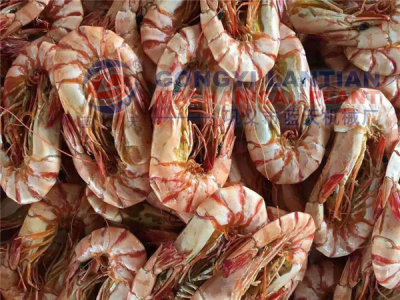 shrimp dryer machine manufacturer