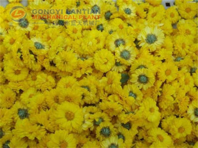 chrysanthemum dryer machine