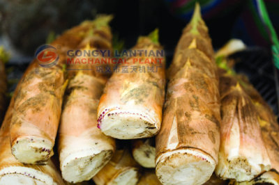 bamboo shoots dryer equipment