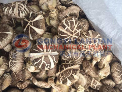 mushroom dryer machine price