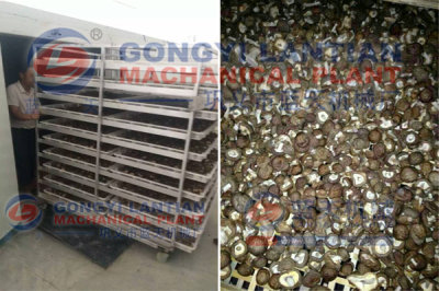 mushroom drying equipment suppliers