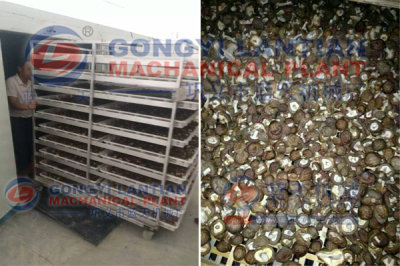 mushroom dehydrator machine