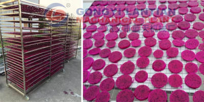 pitaya drying equipment