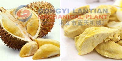 durian dryer equipment