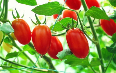 Tomato Dryer