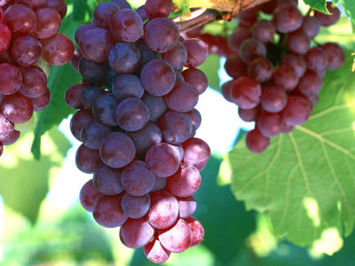 Currant Dryer