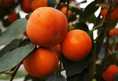 Persimmon Dryer