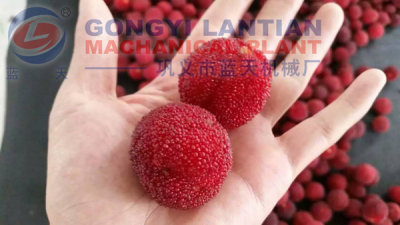 Waxberry dryer