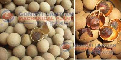 Longan Dryer