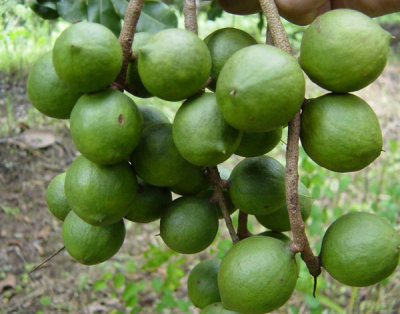 Macadamia Nut Drying Machine