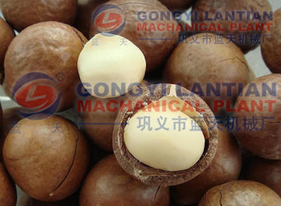 Macadamia Nut Drying Machine