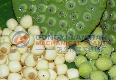 Lotus seed dryer machine