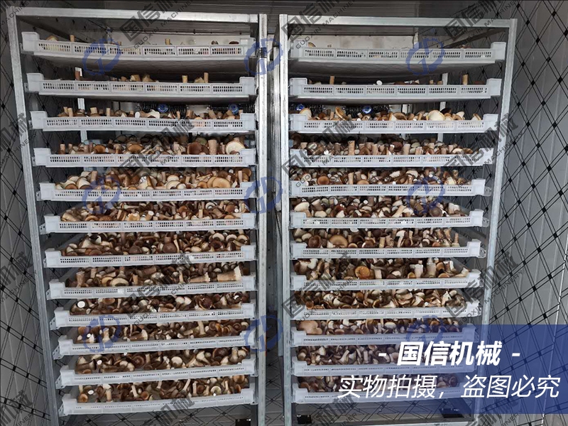 mushroom dryer