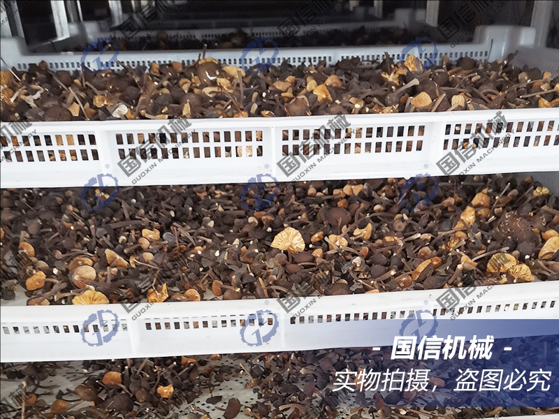 mushroom dryer