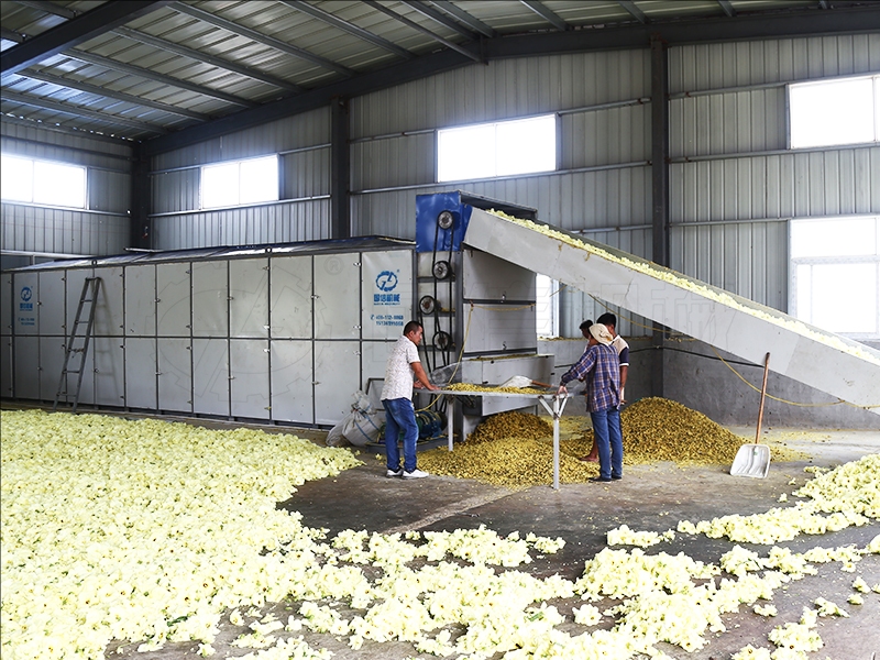 hollyhock drying equipment