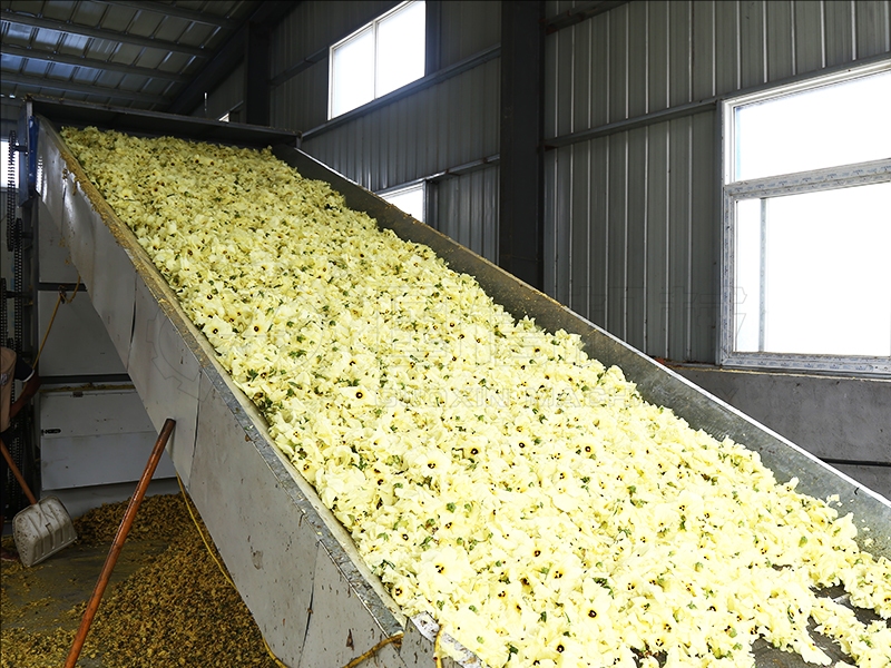 hollyhock drying equipment