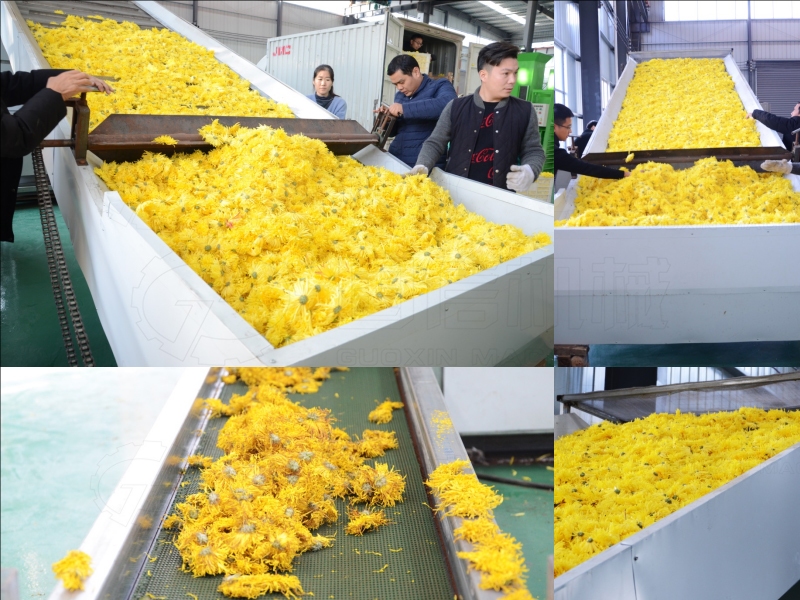 chrysanthemum dryer machine
