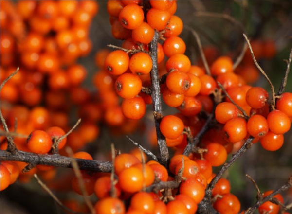 Cornus officinalis Drying Process
