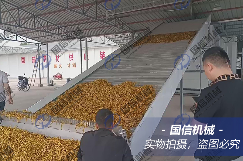Chinese herbal medicine dryer